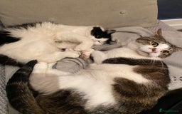 Domestic Shorthair cats for sale: Brothers for re homing  - Image 3
