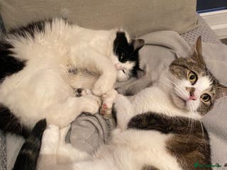 Domestic Shorthair cats Brothers for re homing - Advert 1