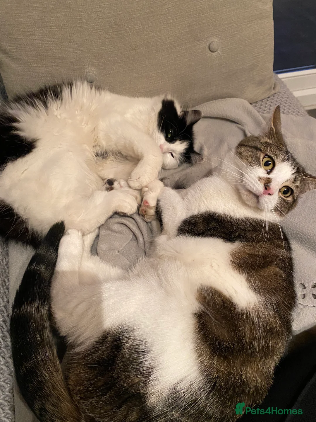Domestic Shorthair cats for sale: Brothers for re homing  - Advert 1