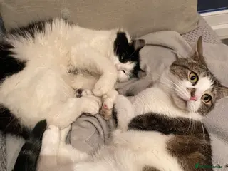 Domestic Shorthair cats Brothers for re homing - Advert 17