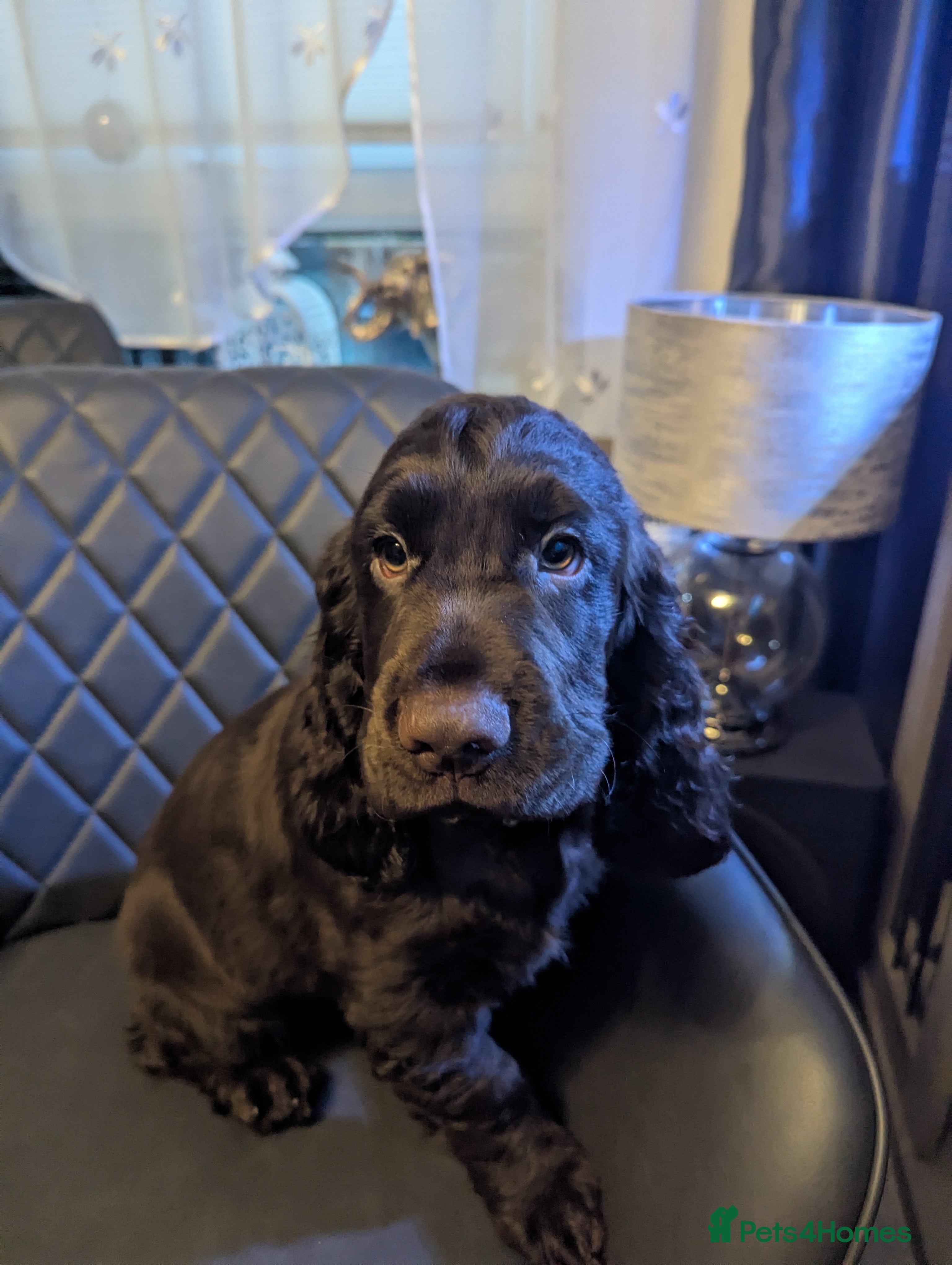 Cocker Spaniel dogs  Fantastic LEFT 2BOYS💙READY NEW HOME 🏡   - Advert 3