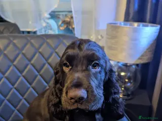 Cocker Spaniel dogs Fantastic LEFT 2BOYS💙READY NEW HOME 🏡 - Advert 5