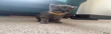 Ragcoon yellow collar 