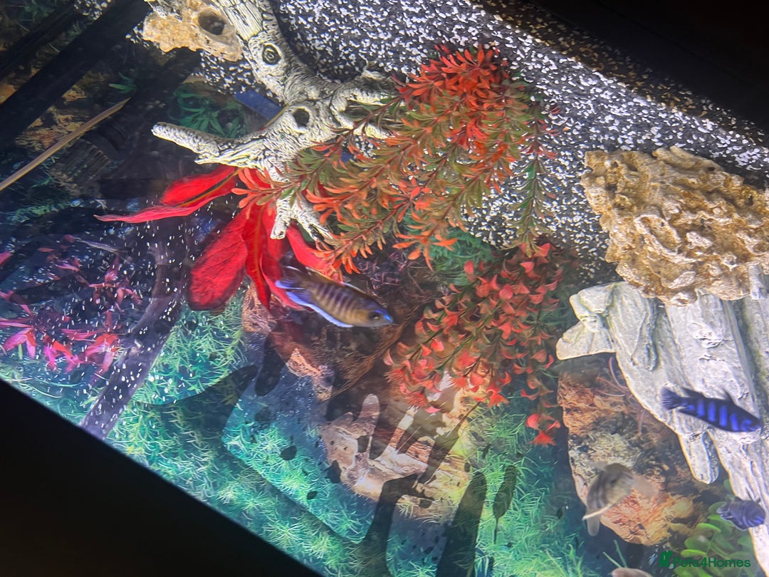 Cichlids fish for sale: Fluval Roma 240 FULL SET UP - Advert 8
