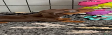 Chocolate tan girl 