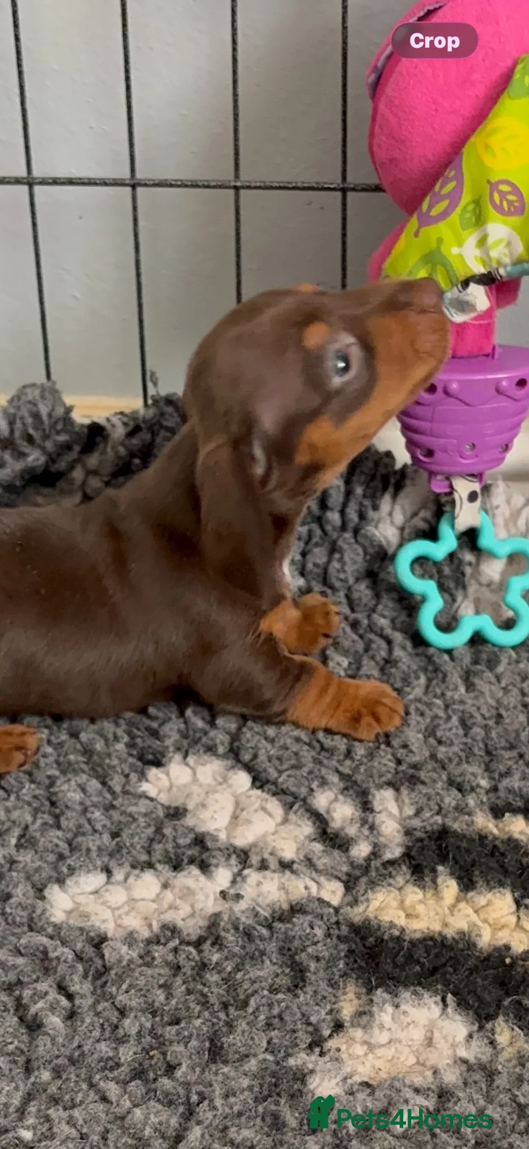 Miniature Dachshund dogs for sale: Beautiful well loved babies  in Peterborough - Advert 2