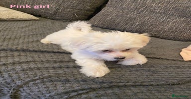 Maltese dogs - Advert 5