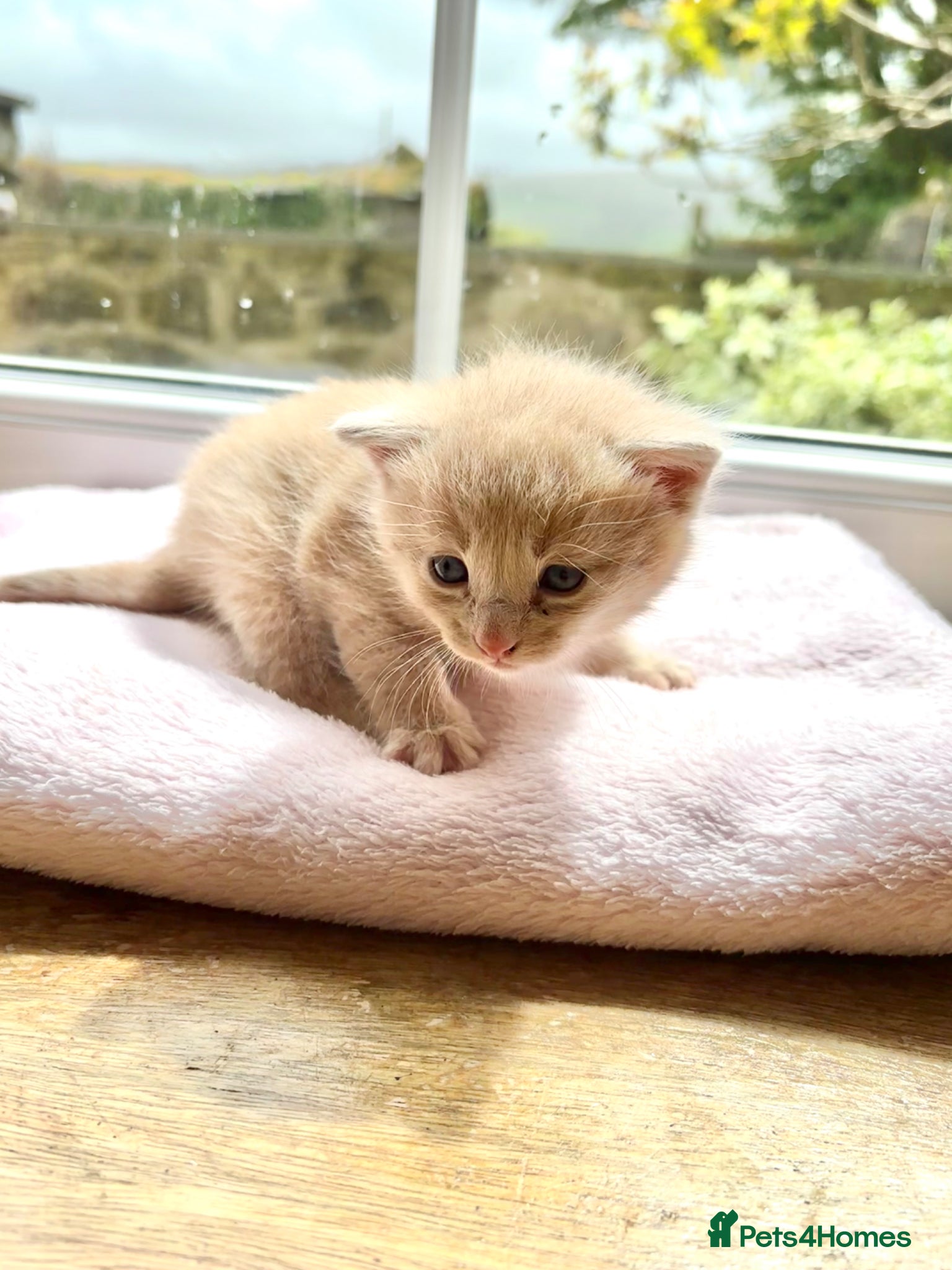 Mixed Breed cats Stunning Kittens - Advert 1