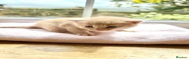 Mixed Breed Kitten 4