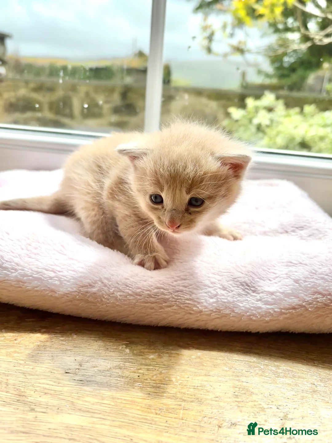 Mixed Breed cats for sale: Stunning Kittens - Advert 1
