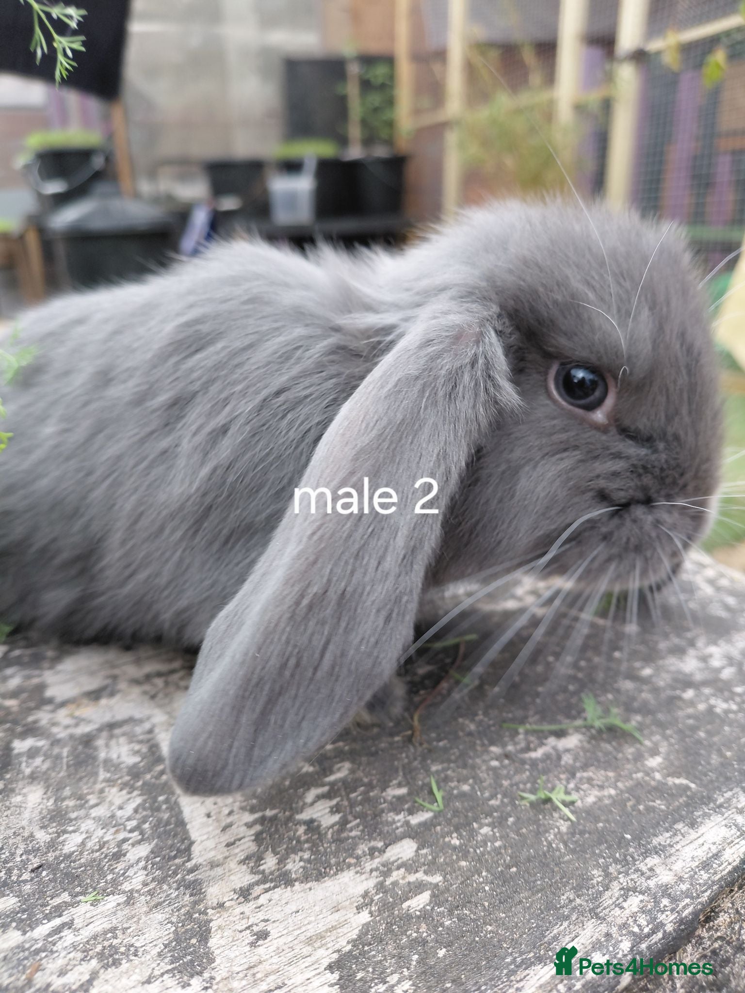 French Lop rabbits Vaccinated french lop babies  - Advert 1