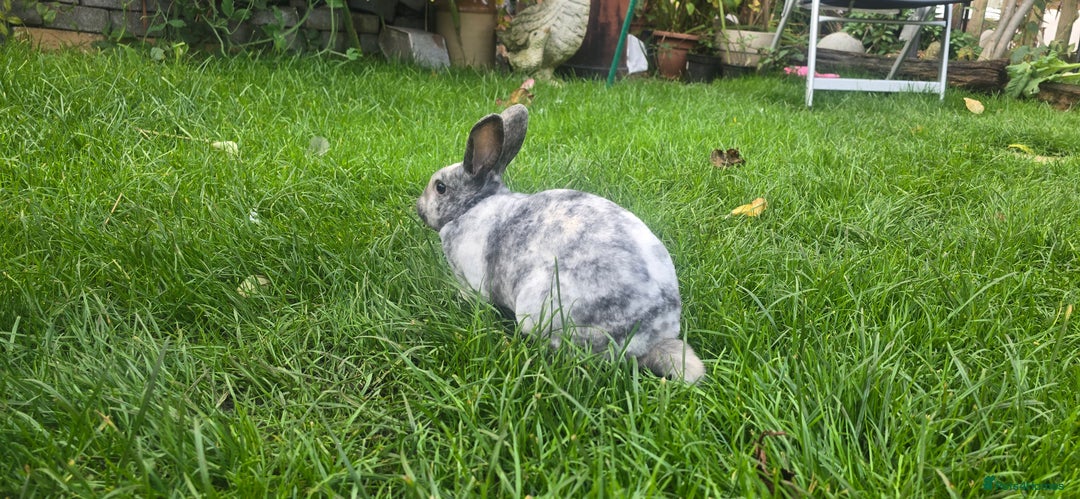 Rex rabbits for sale: 3 Mini rex 13 weeks old - Advert 9