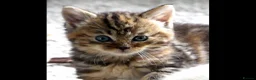 Mixed Breed cats for sale: Adorable Ragdoll x Maine Coon mix kittens  - Advert 10