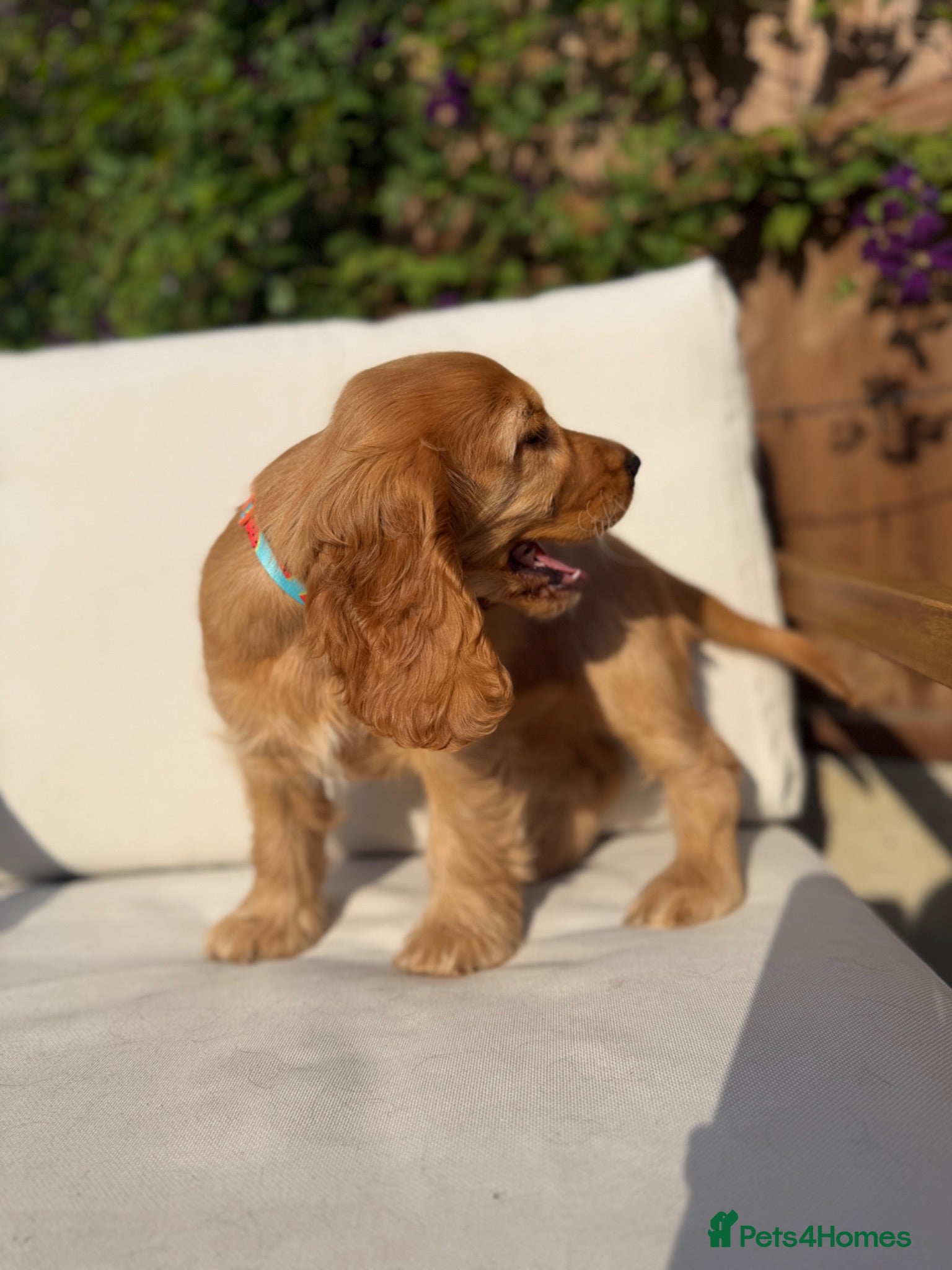 Cocker Spaniel dogs Champion Bloodline KC Show Cocker Spaniel Puppies  - Advert 2