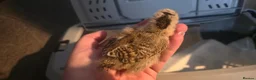 Chickens poultry for sale: Silkie x pekin bantam  - Advert 20