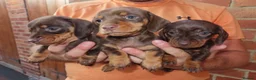 Miniature Dachshund dogs for sale: Miniature Dachshund Puppies - Advert 6