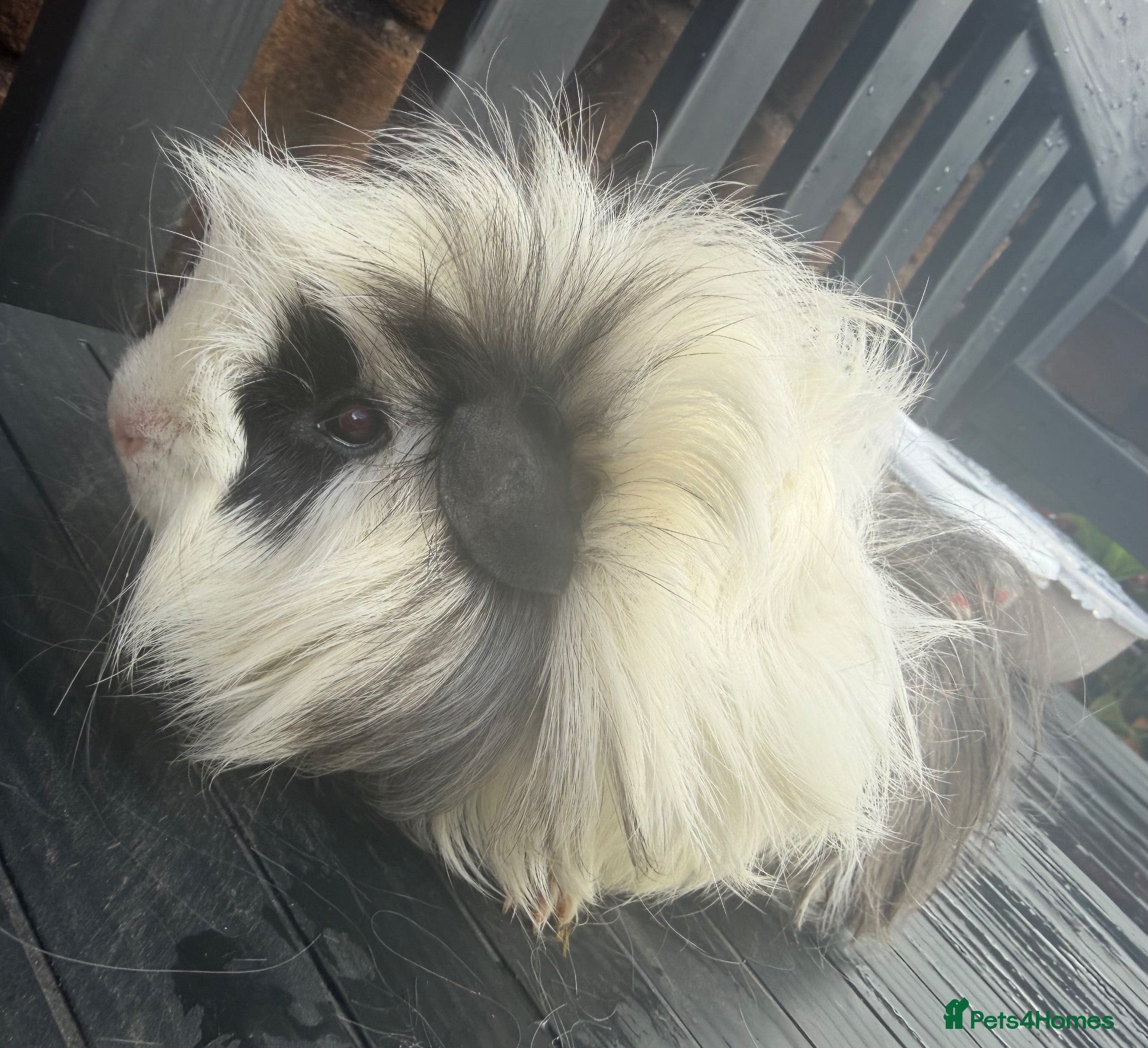 Guinea Pig rodents Male long haired 9 month old guinea pigs - Advert 6