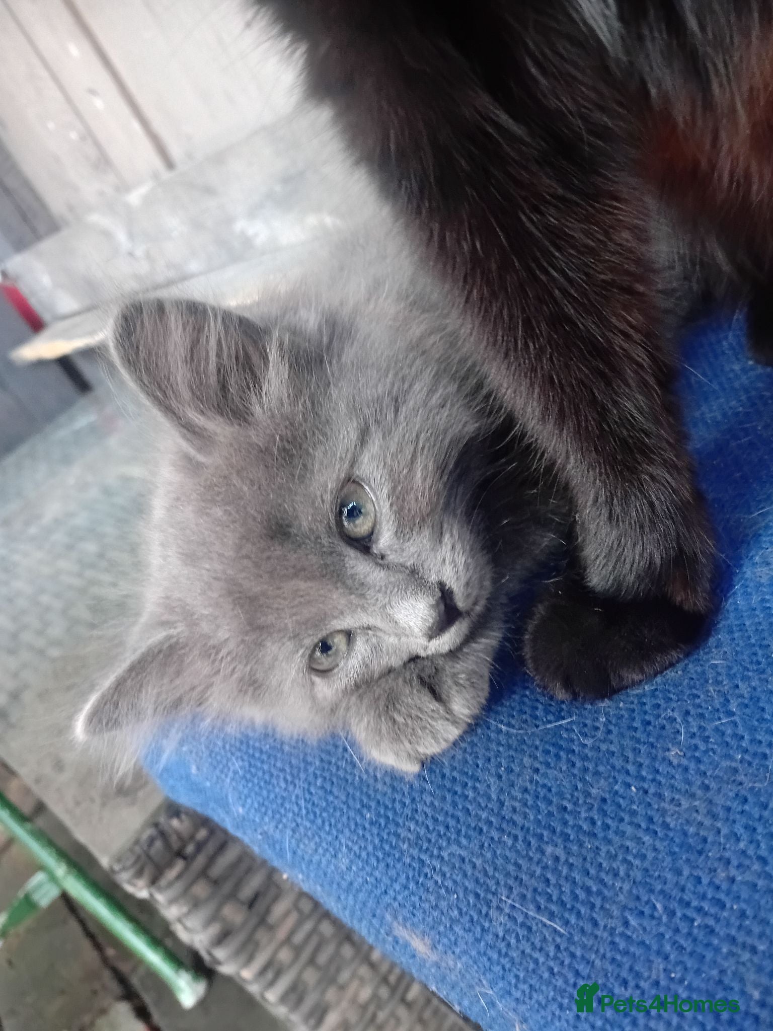 Mixed Breed cats  Forever Home! 🐾 mixed ragdoll /grey Russian blue - Advert 5