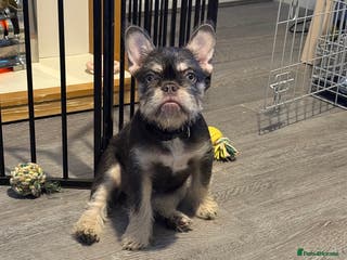 French Bulldog dogs Rare wire hair frenchie young female - Advert 7