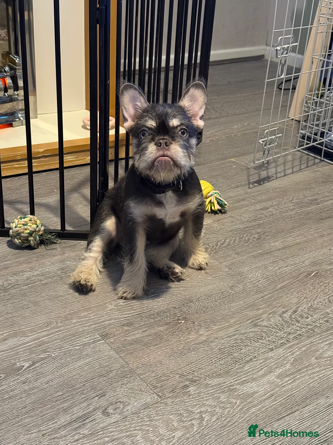 French Bulldog dogs for sale: Rare wire hair frenchie young female  - Advert 1
