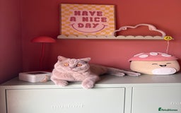 British Shorthair cats for sale: British short hair male  - Image 1