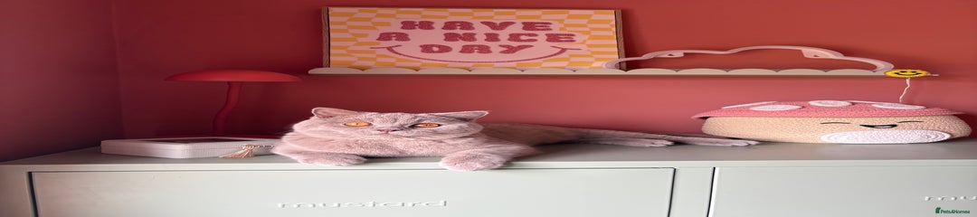 British Shorthair cat