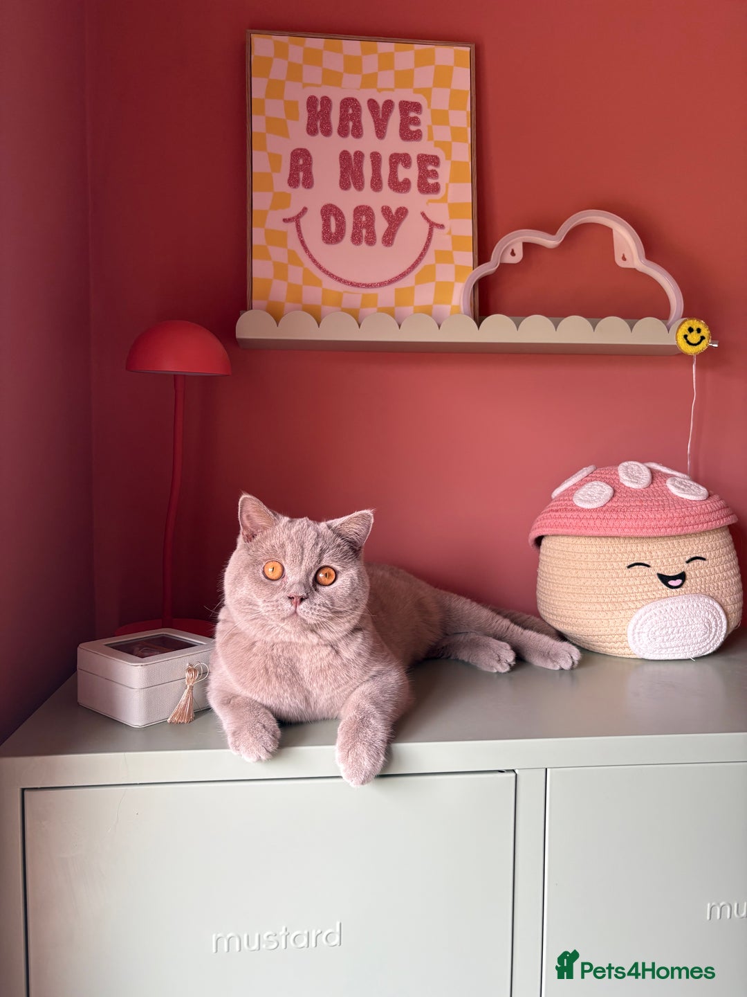 British Shorthair cats for sale: British short hair male  - Image 1