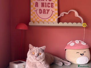 British Shorthair cats - Advert 10