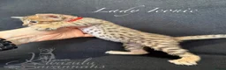 Savannah cats for sale: Exceptional Quality Tica Regist. Savannah kittns - Advert 28