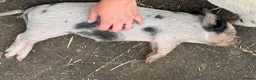 Pig livestock for sale: 🐷🍒Cherry’s delightful litter of Mini Pigs🍒🐷 - Advert 8