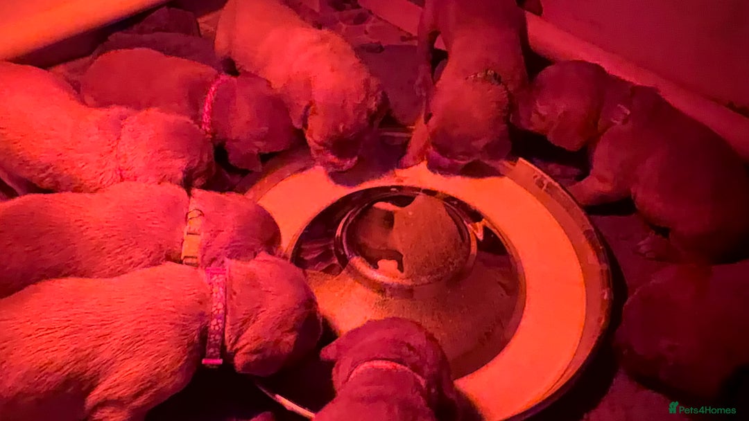 Labrador Retriever dogs for sale: KC Reg Labrador Puppies (mix of Red/blonde) - Advert 2