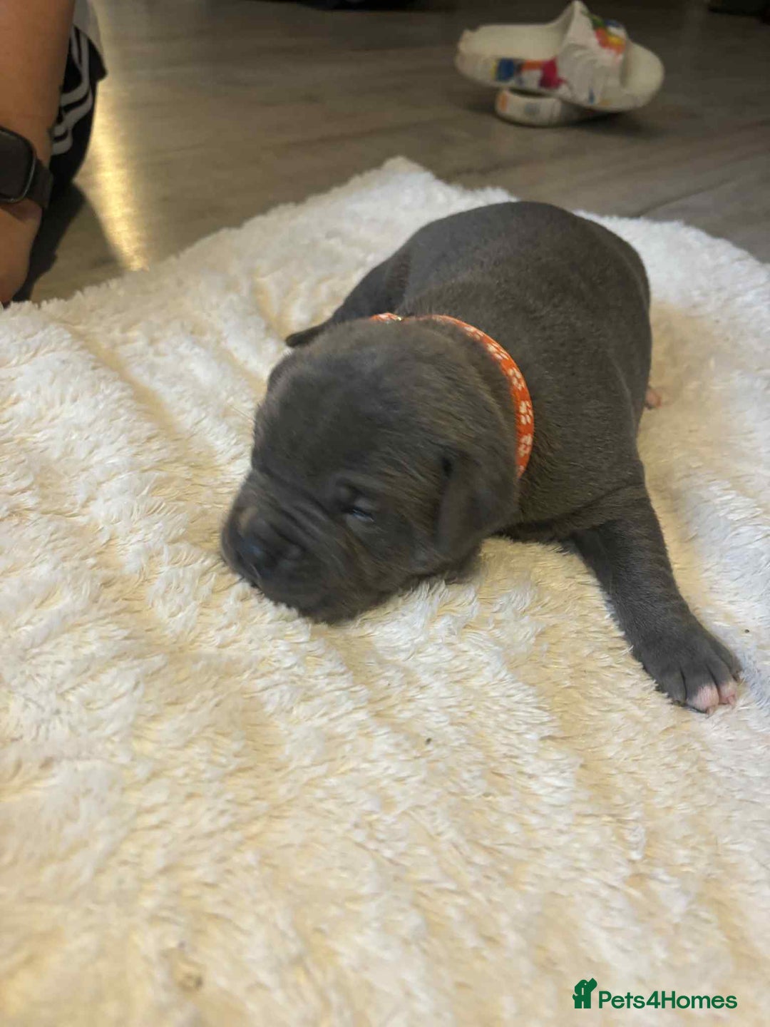 Mixed Breed dogs for sale: Beautiful pups with stunning markings  - Image 8