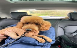 Toy Poodle dogs for sale: Tilly  - Image 1