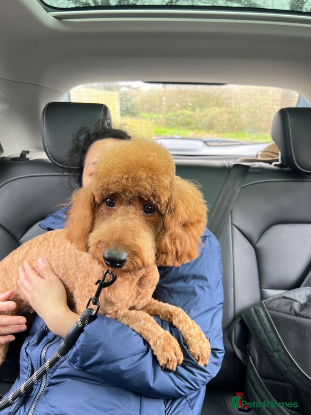 Toy Poodle dogs for sale: Tilly  - Image 1