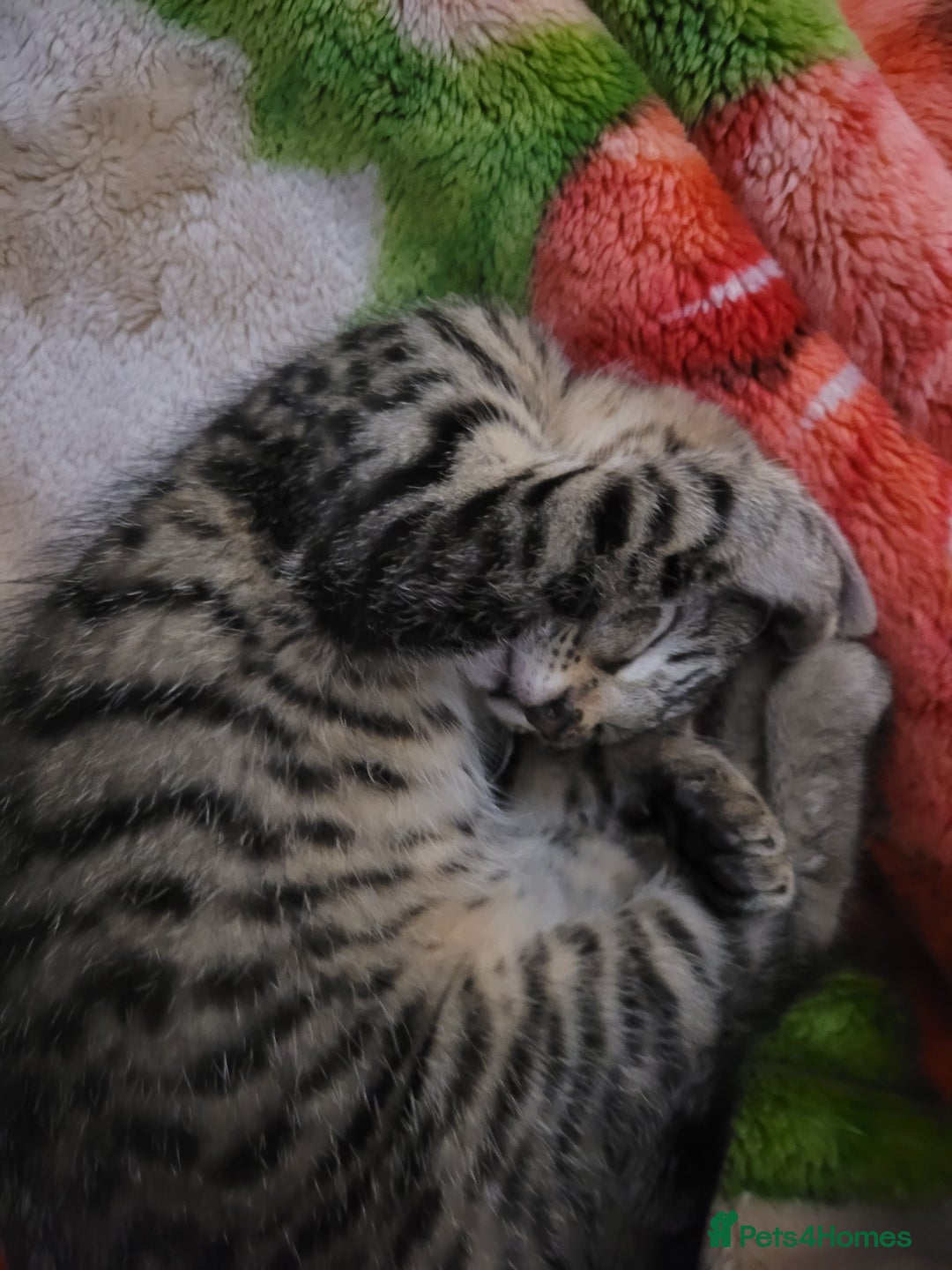 Mixed Breed cats for sale: Playfull kitten - Advert 4