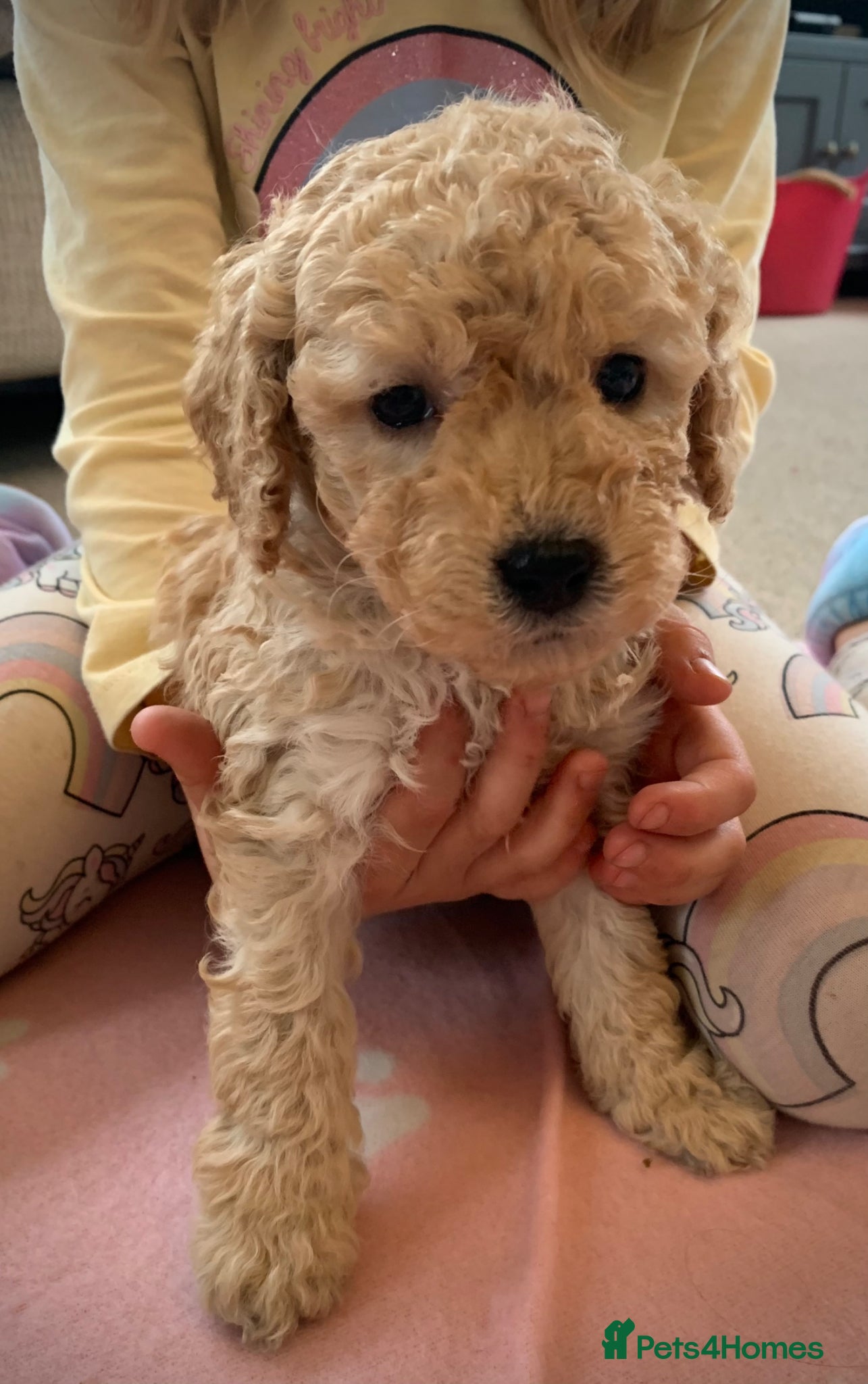 Cockapoo dogs Beautiful Cockapoo puppies - Advert 1