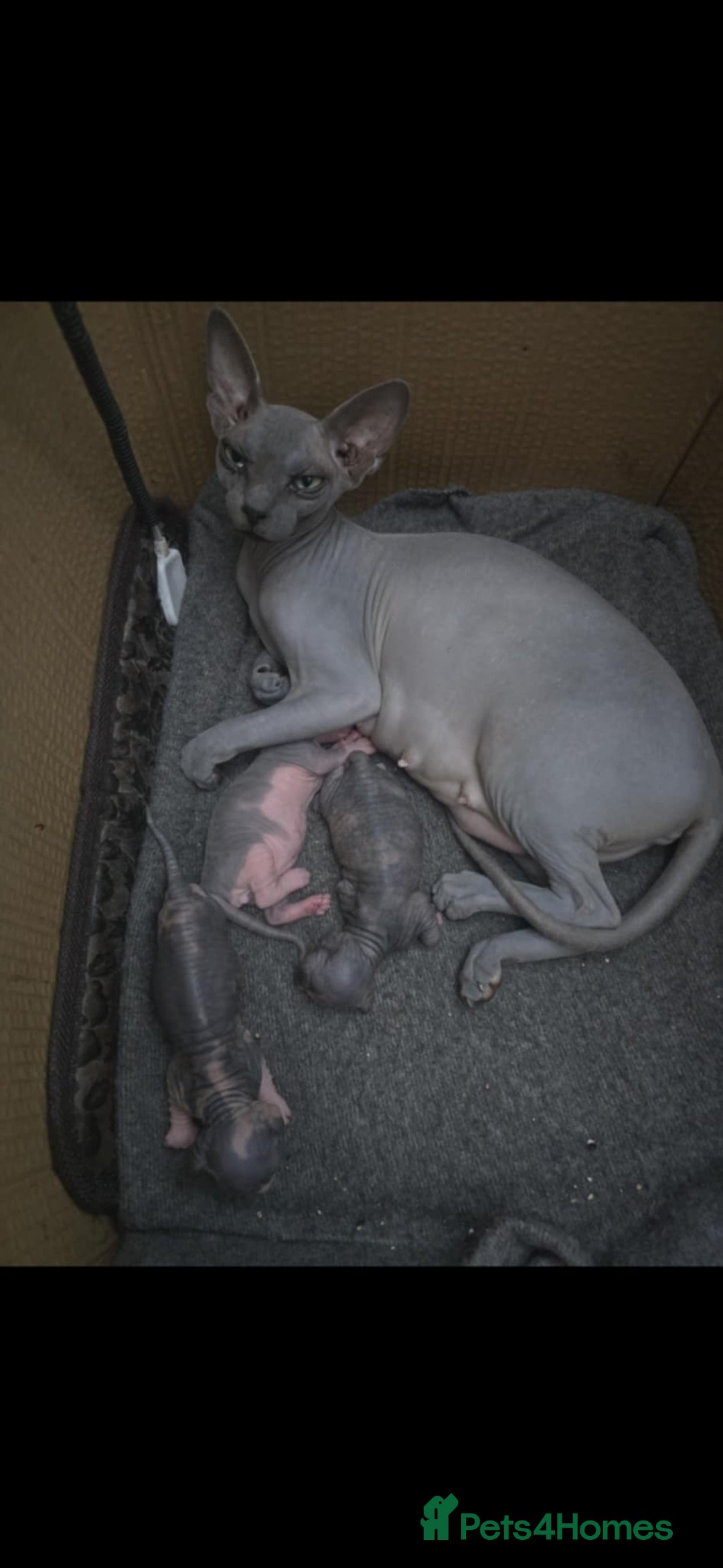 Sphynx cats for sale: READY NOW ONE LEFT SPHYNX BABY GIRL 💖 - Advert 6