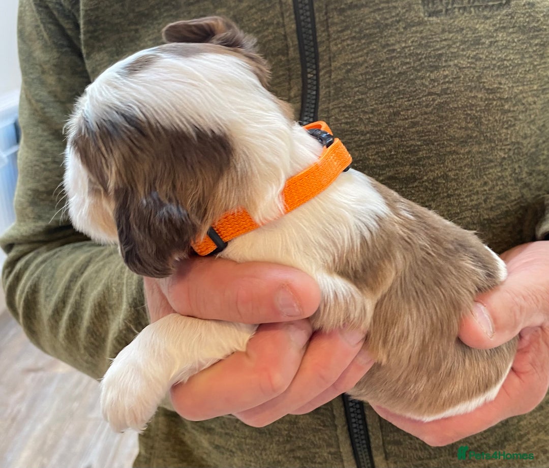 Cocker Spaniel dogs for sale: Adorable show cocker spaniels - Image 7