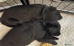 Mixed Breed dogs for sale: 🌟 Collie x Golden Retriever Puppies 🌟 - Image 33