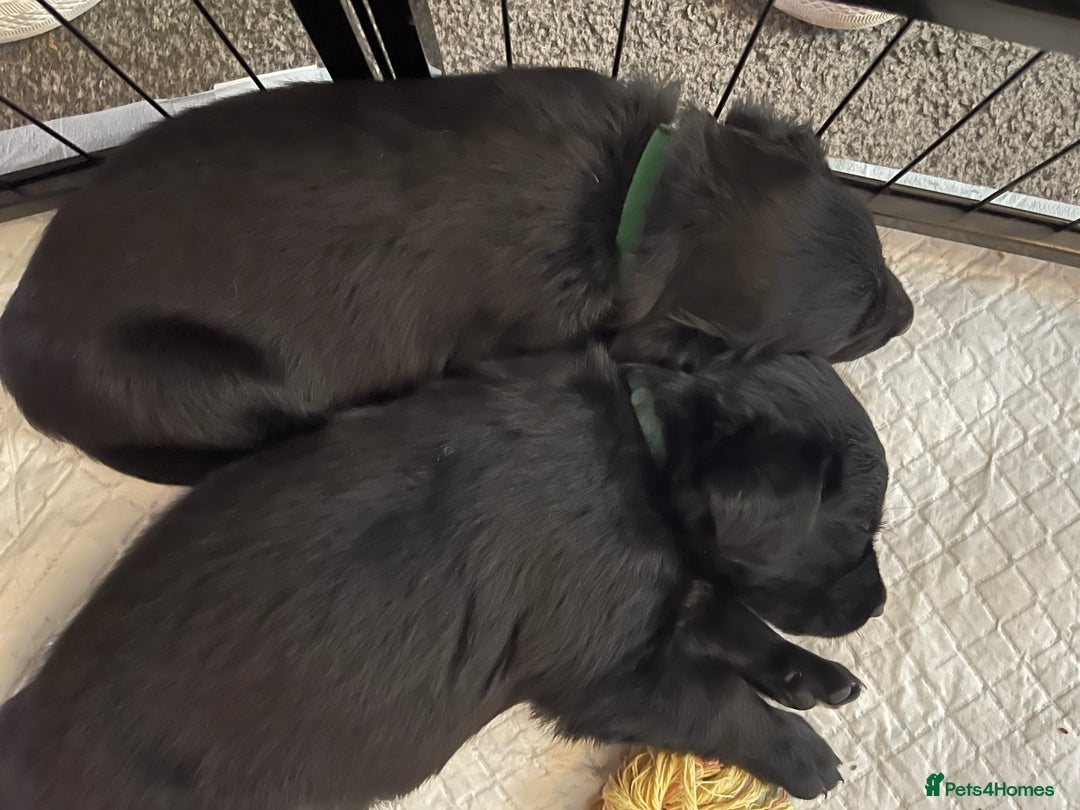 Mixed Breed dogs for sale: 🌟 Collie x Golden Retriever Puppies 🌟 - Image 33