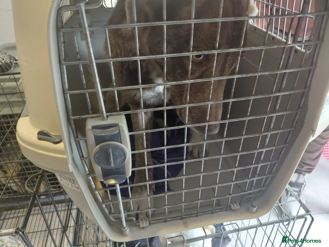 Mixed Breed dogs for adoption: 🐾 HEIDI – FROM THE EDGE OF DEATH… TO HOPE 🐾 in Nottingham - Advert 18