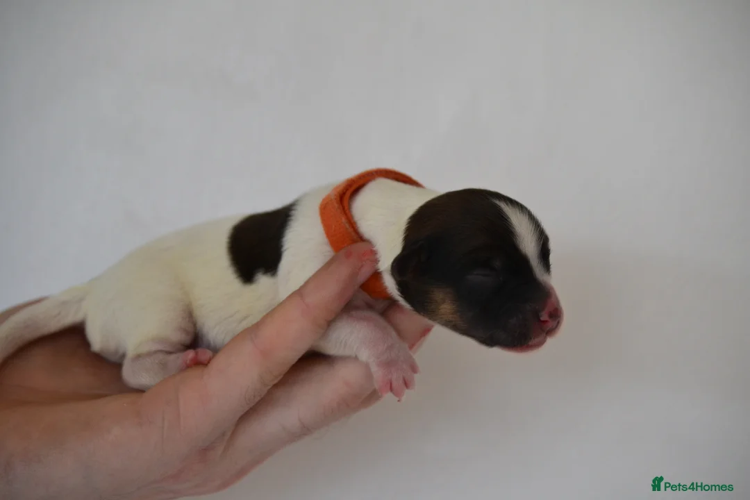 Jack Russell dogs for sale: Traditional Jack Russell  - Advert 9