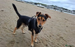 Jack Russell dogs for sale: Beautiful little Jack Girls  - Image 5