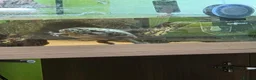Turtle reptiles for sale: Female Turtle for Sale - Advert 2