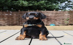 Dobermann dogs for sale: WAITLIST WINTER 2025 CEZARBLUE 5 STAR LICENSED ⭐️  - Image 18