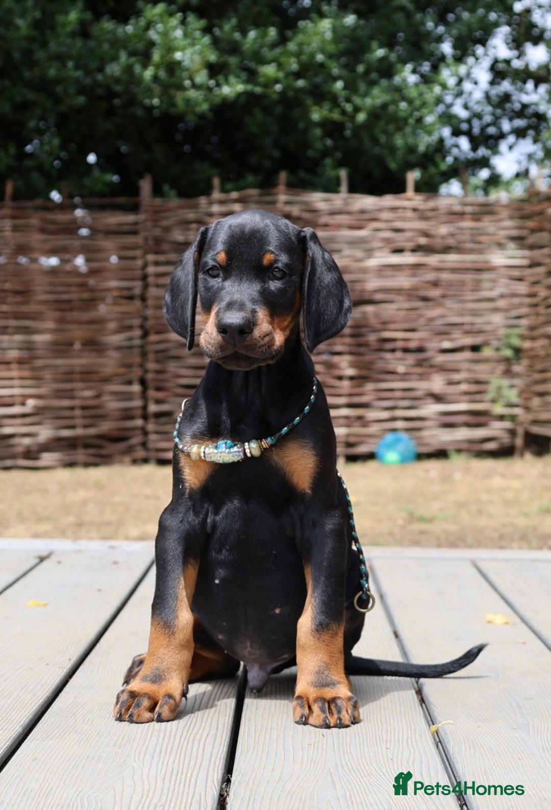 Dobermann dogs for sale: WAITLIST WINTER 2025 CEZARBLUE 5 STAR LICENSED ⭐️  - Image 18