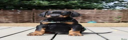 Dobermann dogs for sale: WAITLIST 2026 CEZARBLUE 5 STAR LICENSED ⭐️  - Advert 20