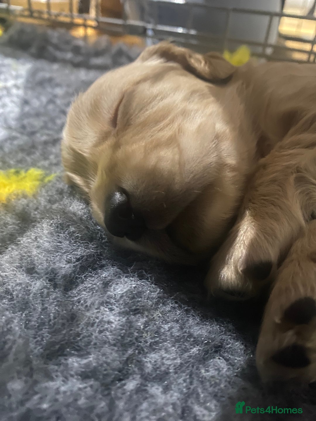 Cocker Spaniel dogs for sale: Superb Quality Royal KC Cocker Spaniel Puppies - Advert 2