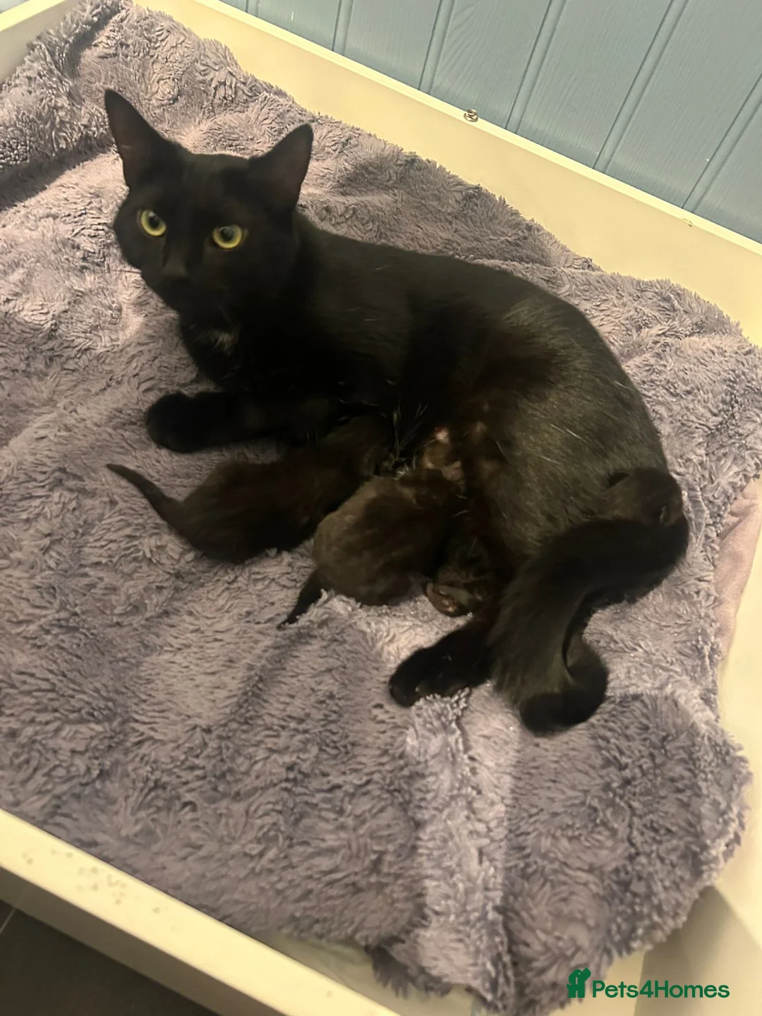 Mixed Breed cats for sale: 3 Black Male Kittens - Advert 2