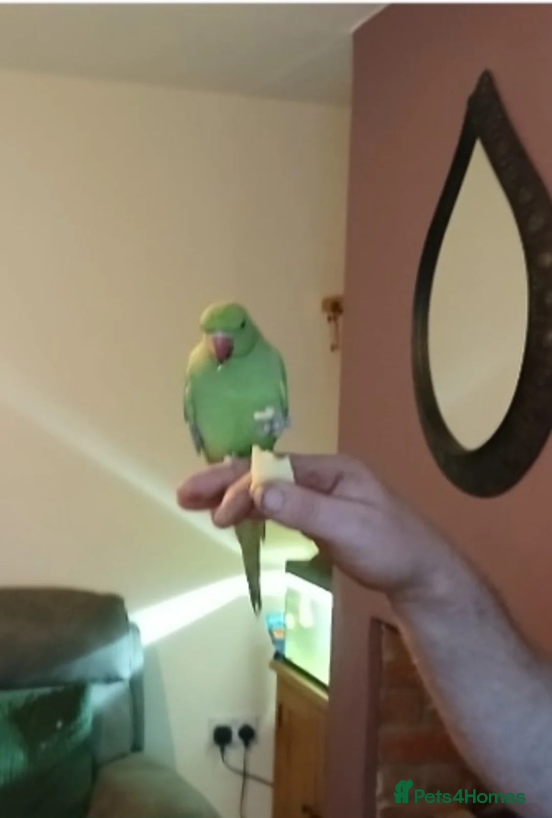 Ringnecks birds for sale: Beautiful Indian Ringneck & Cage - Advert 5